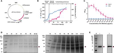 Fermentation, Purification, and Tumor Inhibition of a Disulfide-Stabilized Diabody Against Fibroblast Growth Factor-2